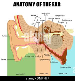 Anatomie de l'oreille humaine Illustration de Vecteur