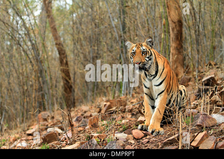 Tigre sur une colline pente dans une forêt de bambou Banque D'Images