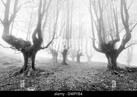 Sombre forêt avec arbres effrayant en noir et blanc Banque D'Images