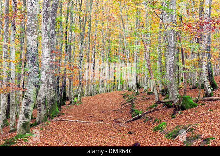 Forêt de hêtres avec des couleurs vives et un sentier Banque D'Images