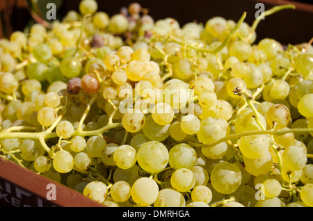 Vendanges et prêt pour un traitement à Robola de Céphalonie Wine Co-operative, Kefalonia, Grèce Banque D'Images