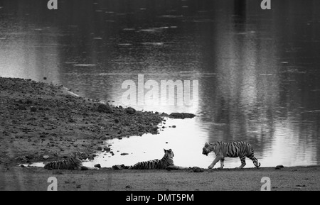 3 Royal Bengal Tiger cubs contre la toile de fond du lac à Tadoba Andhari Tiger Réserver Banque D'Images