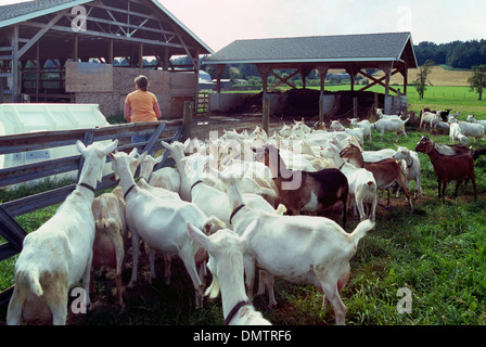 - Ferme de chèvre Saanen et chèvres nubiennes traite attendent pour la production de lait et de fromage, la vallée du Fraser, en Colombie-Britannique, British Columbia, Canada Banque D'Images