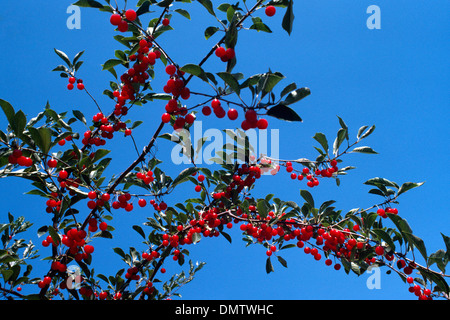Le mûrissement de Cerise rouge croissant sur Orchard Cherry Tree Branch, au sud de l'Okanagan, en Colombie-Britannique, Colombie-Britannique, Canada - Fruits frais Banque D'Images
