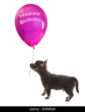 Drôle de petit chiot chihuahua à marcher avec un énorme ballon d'anniversaire Banque D'Images
