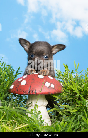 Chiot chihuahua drôle dans l'herbe sur un toadstool Banque D'Images