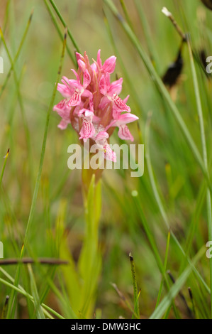 Début de Marsh-orchid, Dactylorhiza incarnata Banque D'Images