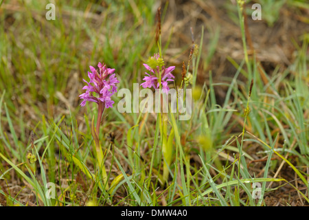 Marais à feuilles étroites de l'ouest, Dactylorhiza traunsteinerioides Banque D'Images