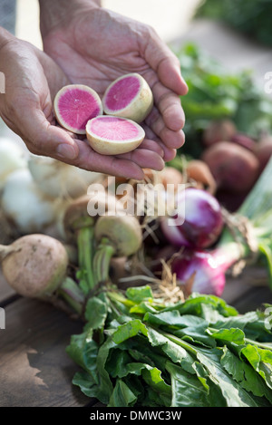 Une personne tenant une poignée de légumes racines fraîches coupées en deux. Banque D'Images