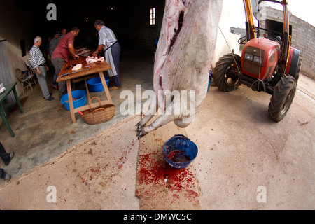 Au cours d'un processus différent de l'Abattage des porcins locaux traditionnels dans l'île de Majorque, Espagne Banque D'Images