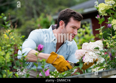 Une pépinière de fleurs biologiques. Un homme travaillant tending plants. Banque D'Images