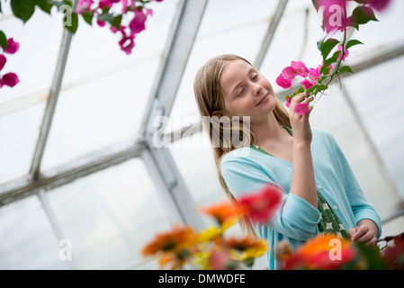 Une pépinière de fleurs biologiques. Une jeune fille à la recherche de fleurs. Banque D'Images