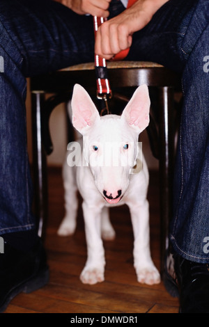 Un Staffordshire Bull Terrier chien avec un manteau blanc sous une table effort contre sa laisse. Banque D'Images