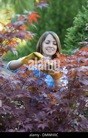 Une femme dans une pépinière des feuilles d'une pruing acer arbre. Banque D'Images