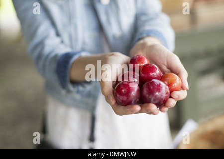 Une ferme de fruits et légumes biologiques. Une femme tenant une poignée de prunes fraîches. Banque D'Images