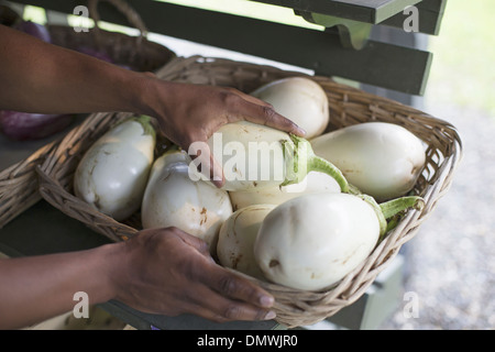 Une ferme de fruits et légumes biologiques. Un homme les aubergines fraîches de tri. Banque D'Images