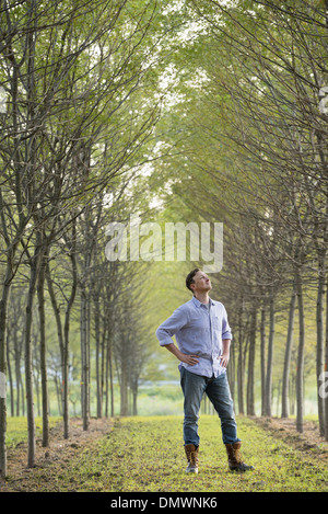 Un homme dans une avenue d'arbres à la hausse. Banque D'Images