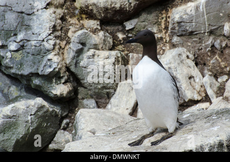 Un Guillemot sur Lunga, l'une des Hébrides intérieures, l'Île Treshnish, près de Mull, en Ecosse Banque D'Images