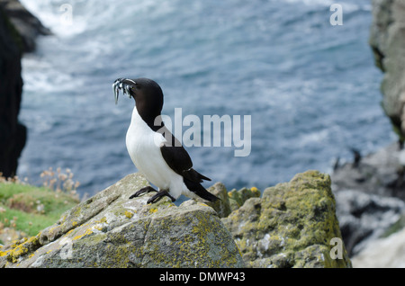 Un petit pingouin qui reviennent d'un voyage de pêche réussi sur Lunga, l'une des Hébrides intérieures, l'Île Treshnish, près de Mull, en Ecosse Banque D'Images
