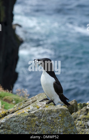 Un petit pingouin qui reviennent d'un voyage de pêche réussi sur Lunga, l'une des Hébrides intérieures, l'Île Treshnish, près de Mull, en Ecosse Banque D'Images