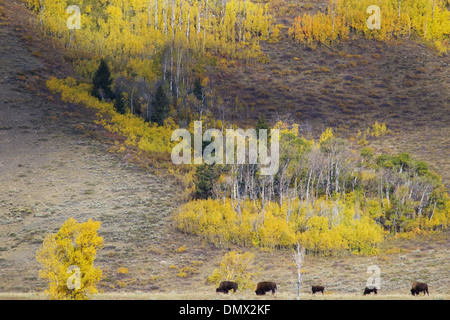 Avec la couleur de l'automne - Bison bison bison Grand Tetons National Park Wyoming. USA MA002660 Banque D'Images