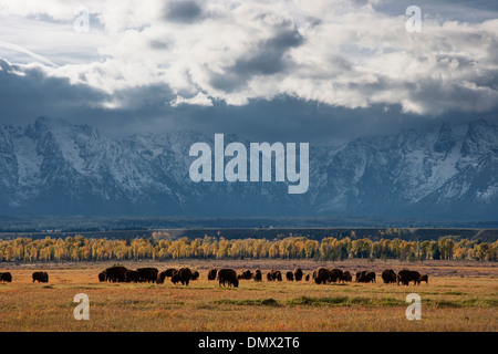 Bison - pâturage dans l'avant du Teton Range Bison bison Grand Tetons National Park Wyoming. USA MA002664 Banque D'Images