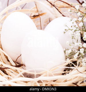 Trois oeufs de Pâques non décoré blanc ordinaire nichée dans un nid de paille avec une délicate de pulvérisation dainty fleurs souffle Babys pour célébrer le printemps et les vacances de Pâques Banque D'Images