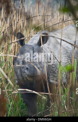 Un grand-duc d'Rhino, parc national de Chitwan, Népal, Terai Occidental Banque D'Images