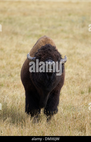 Bison - homme renifle l'air pour le parfum de femme sur la chaleur Bison bison Parc National de Yellowstone au Wyoming. USA MA002784 Banque D'Images