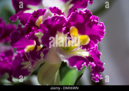 Trois de macro fleurs orchidée Cattleya Diplocentrus. Banque D'Images