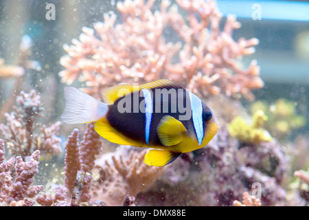 Amphiprion clarkii - Clarkii poissons clowns - poisson de mer colorés Banque D'Images