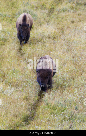 Bison - Sentier suivant Bison bison des prairies à travers le Parc National de Yellowstone au Wyoming. USA MA002825 Banque D'Images