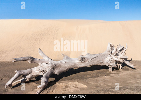 Vieille souche d'arbre en face d'une dune de sable Banque D'Images