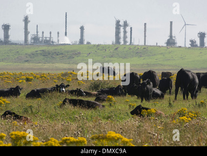 St Fergus terminal gaz éoliennes troupeau de vaches Banque D'Images