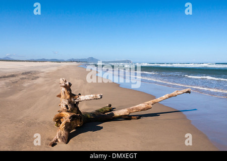 Vieille souche d'arbre sur une plage tropicale Banque D'Images