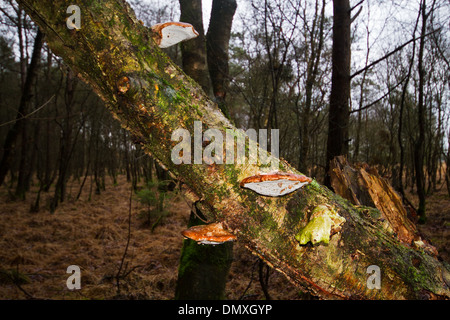 Piptoporus betulinus polypores (bouleau), également connu sous le nom de Razor strop ou Bouleau bouleau,le support d'une carcasse et de brisures de bouleau. Banque D'Images