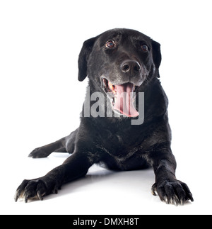 Vieux labrador retriever devant un fond blanc Banque D'Images