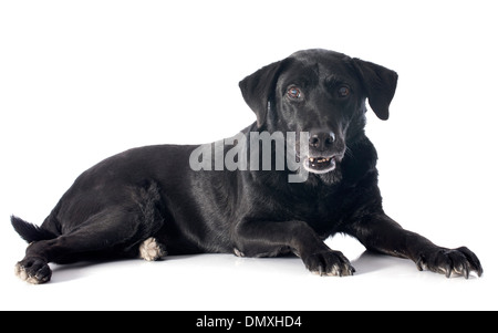 Vieux labrador retriever devant un fond blanc Banque D'Images