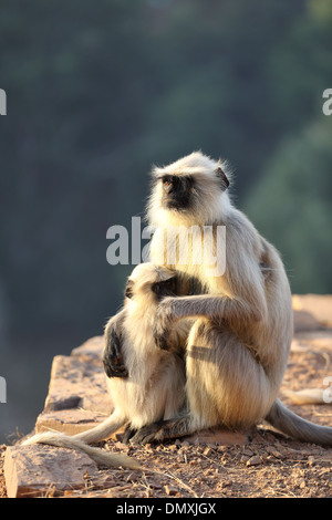 Gray Langur à Omkareshwar Madhya Pradesh Inde Banque D'Images