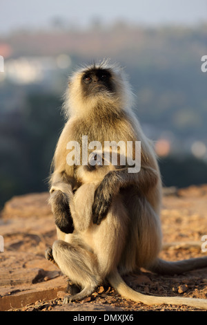 Gray Langur à Omkareshwar Madhya Pradesh Inde Banque D'Images