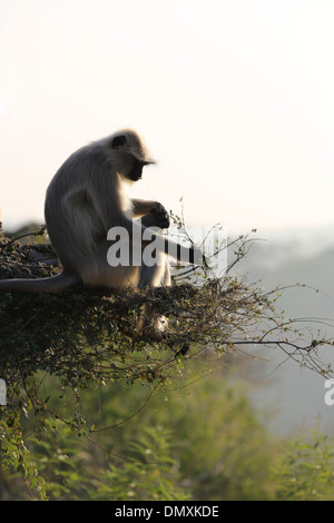 Gray Langur à Omkareshwar Madhya Pradesh Inde Banque D'Images