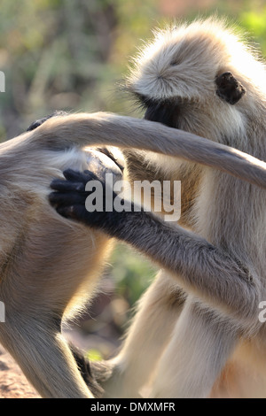 Gray Langur à Omkareshwar Madhya Pradesh Inde Banque D'Images