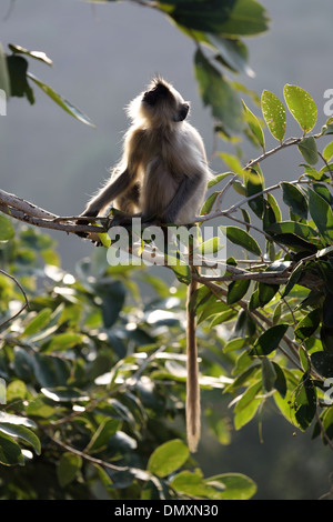 Gray Langur à Omkareshwar Madhya Pradesh Inde Banque D'Images