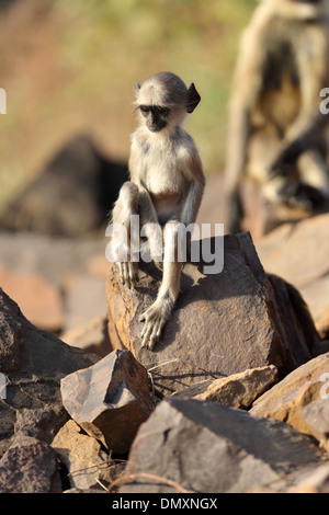 Gray Langur à Omkareshwar Madhya Pradesh Inde Banque D'Images