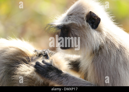 Gray Langur à Omkareshwar Madhya Pradesh Inde Banque D'Images