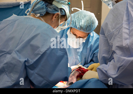 Chirurgiens pratiquent une hystérectomie sur une femme avec le cancer de l'endomètre. Banque D'Images