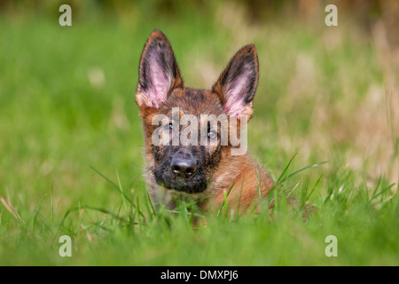 Close up of young German Shepherd Dog (Canis lupus familiaris) se trouvant dans le pré avec tête coller au-dessus de l'herbe Banque D'Images