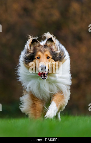 Rough Collie Colley chien / Long-Haired exécutant dans un jardin en automne Banque D'Images
