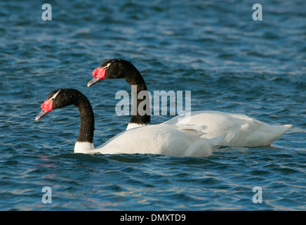 Cygnes à col noir (cygnus melancoryphus), WILD,. Puerto Natales, la Patagonie Chilienne Banque D'Images