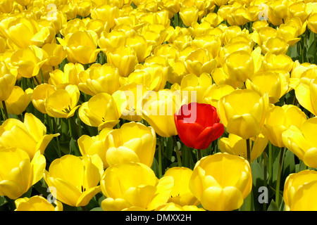 Lisse (Hollande) Tulipe (Tulipa hybr.) Banque D'Images